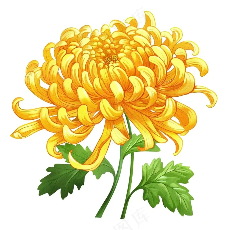 菊花黄菊盛开植物插画免抠(1024x1024)