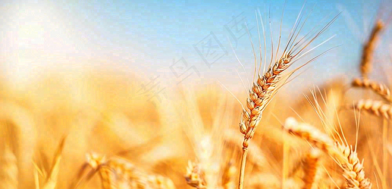 秋天成熟小麦地金黄小麦穗粮食芒种摄影图