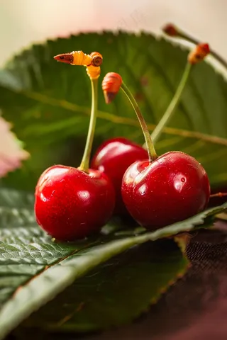 樱桃车厘子水果摄影图