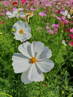 花园中花朵蜜蜂授粉2