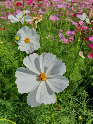 花园中花朵蜜蜂授粉2
