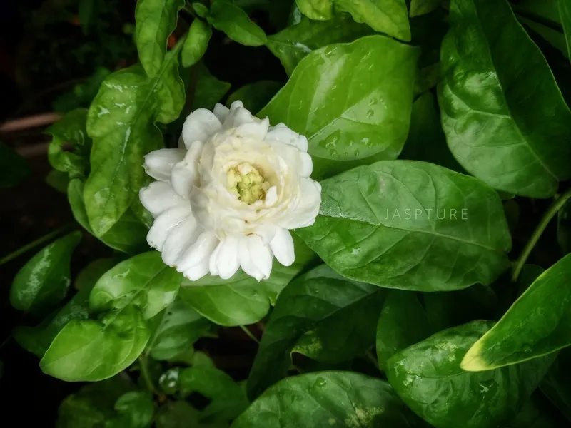 盛开的白色茉莉花