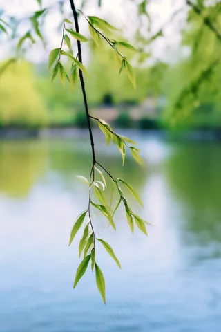 春天树枝抽新芽绿意立春春分摄影图