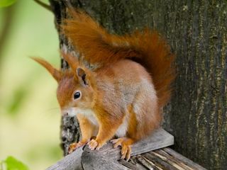 户外可爱松鼠动物