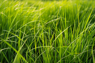 水稻苗绿色嫩枝摄影图
