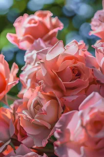 玫瑰花鲜花花朵摄影图