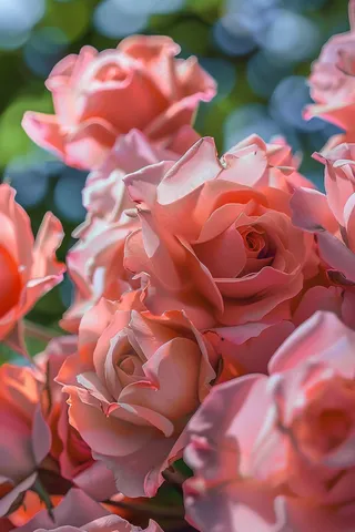 玫瑰花鲜花花朵摄影图