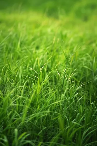 春天草地草丛绿意摄影图