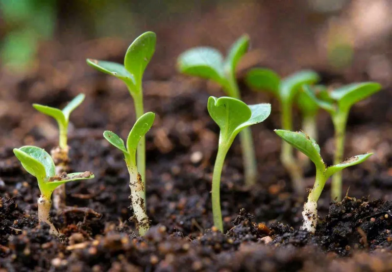 春天抽新芽发芽黑土地立春惊蛰摄影图(1312x912)