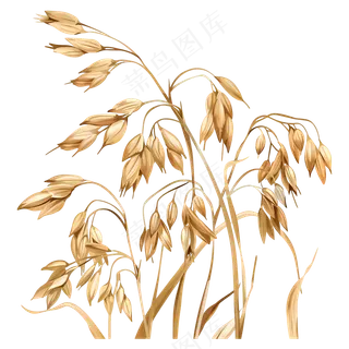 免扣黄色的稻穗
