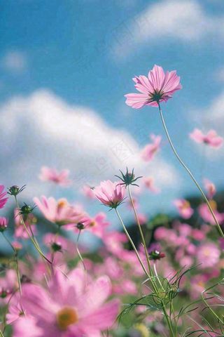 春夏粉色花朵自然清晰大自然风景花丛摄影图