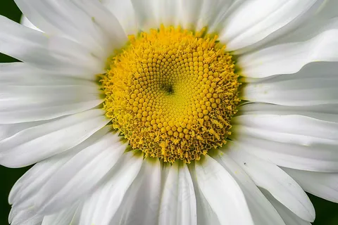 白色雏菊微距摄影图