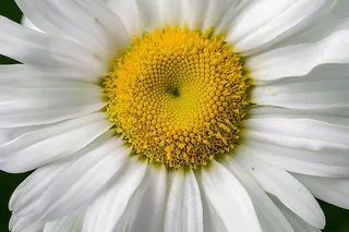 白色雏菊微距摄影图