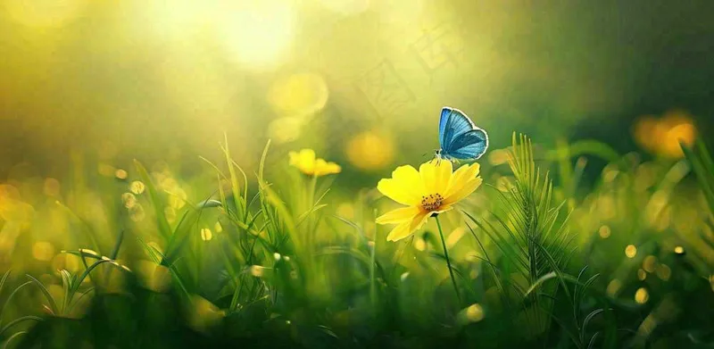 春暖花开阳光下花朵上的蝴蝶立春春分惊蛰摄影图(1568x768)