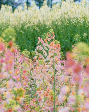 油菜花的季节来了1