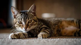 猫咪宠物猫可爱动物摄影图