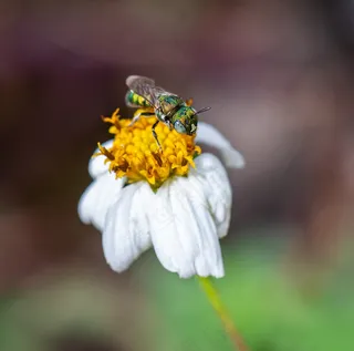 昆虫蜂蜜授粉特写4