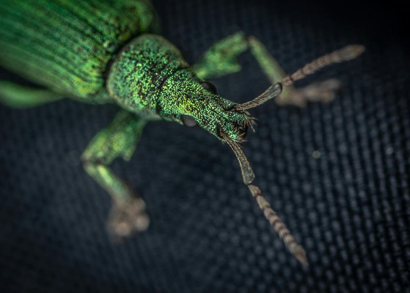 翡翠光辉：一只绿宝石甲虫的特写