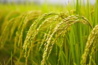 水稻稻穗农田种植生长摄影图