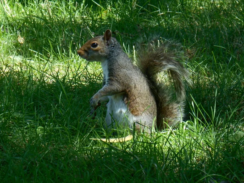 户外草地可爱松鼠动物