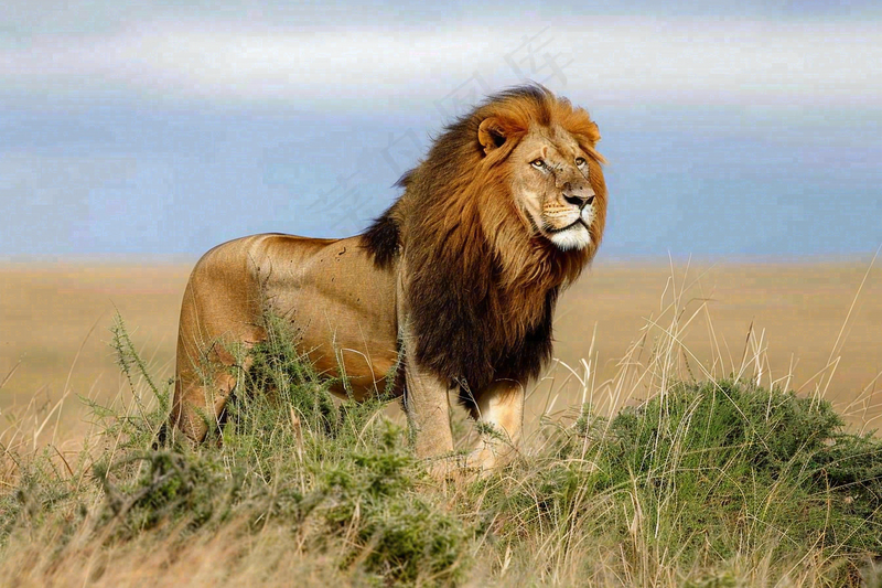 狮子动物非洲草原保护动物摄影图
