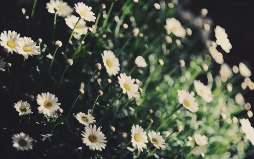 经典风景美图 (23)