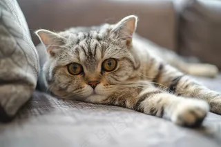 猫咪宠物猫可爱动物摄影图