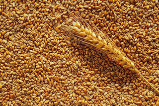 小麦粮食收成秋天立秋秋分摄影图