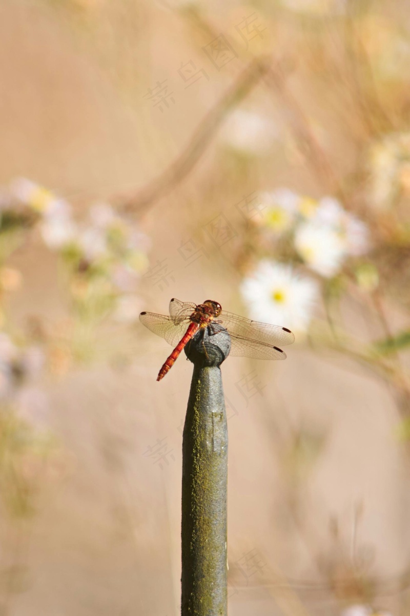 蜻蜓停驻在铁丝网上的自然写真