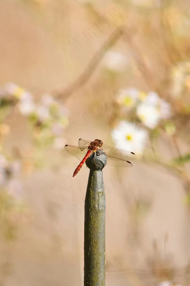蜻蜓停驻在铁丝网上的自然写真