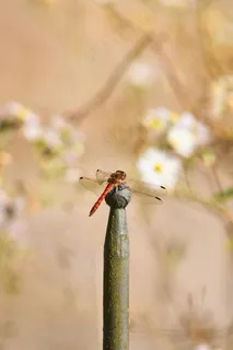 蜻蜓停驻在铁丝网上的自然写真