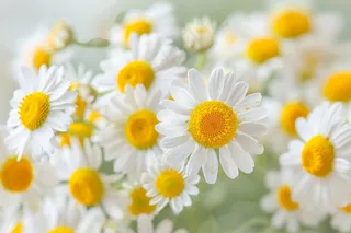 白色小雏菊鲜花摄影图