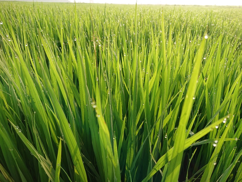 稻田稻穗图片