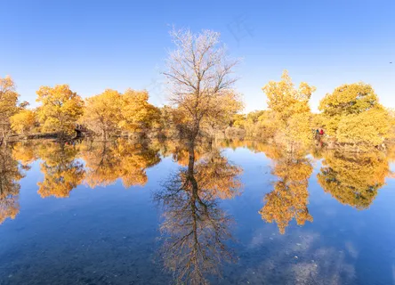 胡杨林图片 胡杨林图片