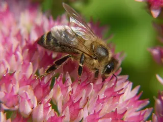辛勤采蜜的蜜蜂