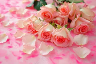 玫瑰花鲜花妇女节礼物摄影图