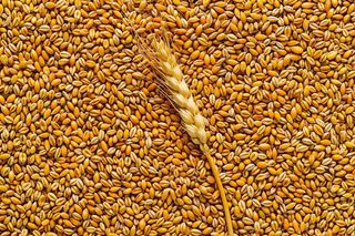 小麦粮食收成秋天立秋秋分摄影图