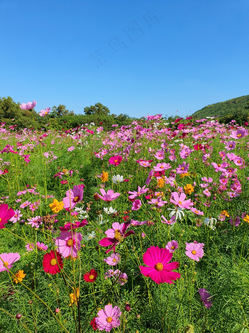 花园植物红色花朵盛开