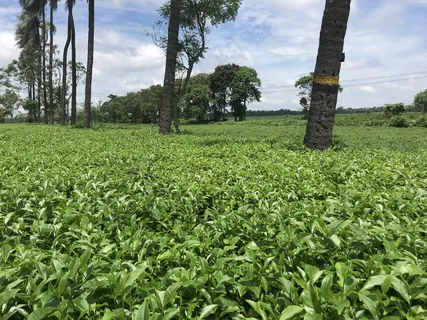 户外茶园茶叶 户外茶园茶叶
