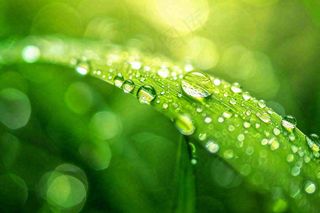 春天草丛叶片上挂满露珠雨滴立春春分雨水谷雨摄影图