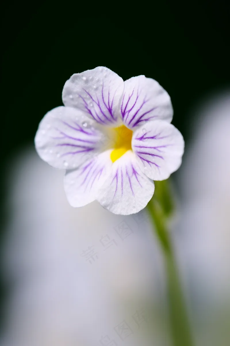 春天小野花紫白花立春自然摄影图(2688x4032)