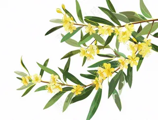 金秋桂花黄花树枝卡通插画免抠