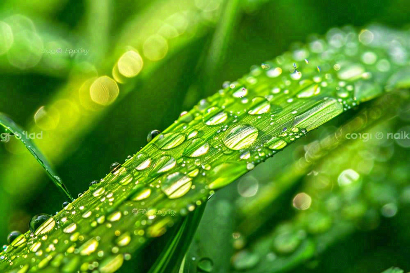 春天草丛叶片上挂满露珠雨滴立春春分雨水谷雨摄影图(1344x896)