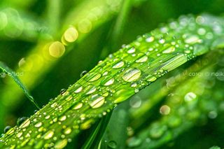 春天草丛叶片上挂满露珠雨滴立春春分雨水谷雨摄影图