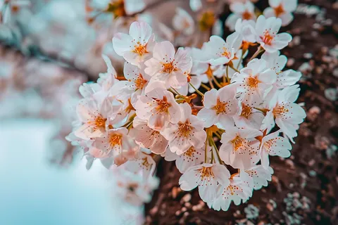 春日樱花花朵摄影图