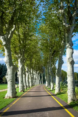 两排枫树沥青小路1