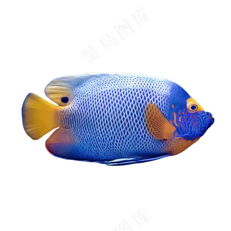 免抠蓝色小丑鱼