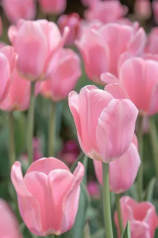 春天粉色郁金香花朵摄影图