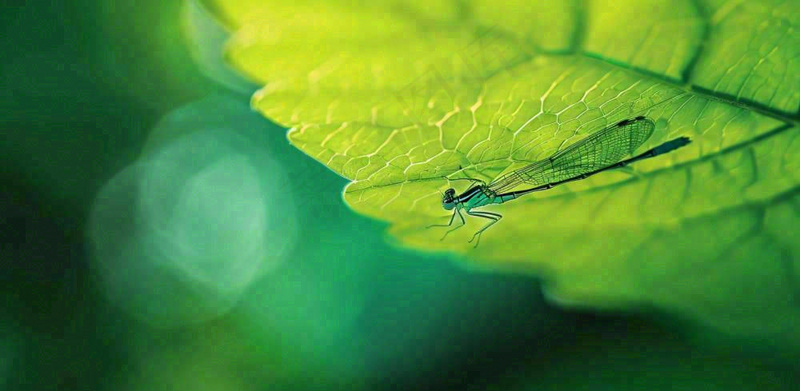 绿叶上的蜻蜓春天夏天春分立夏摄影图(1568x768)