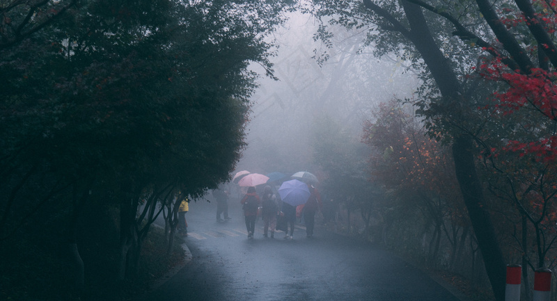 云雾森林图片